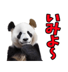 沖縄弁☆パンダ（個別スタンプ：25）