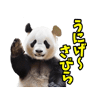 沖縄弁☆パンダ（個別スタンプ：31）