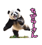 沖縄弁☆パンダ（個別スタンプ：32）