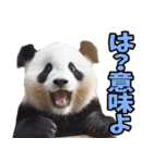 沖縄弁☆パンダ（個別スタンプ：33）