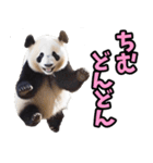 沖縄弁☆パンダ（個別スタンプ：36）
