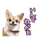 秋田弁☆わんこ（個別スタンプ：5）