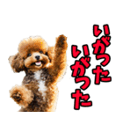 秋田弁☆わんこ（個別スタンプ：6）