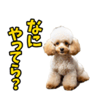 秋田弁☆わんこ（個別スタンプ：8）