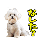秋田弁☆わんこ（個別スタンプ：13）