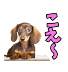 秋田弁☆わんこ（個別スタンプ：16）