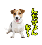 秋田弁☆わんこ（個別スタンプ：18）