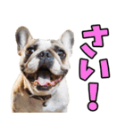 秋田弁☆わんこ（個別スタンプ：19）