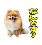 秋田弁☆わんこ（個別スタンプ：21）