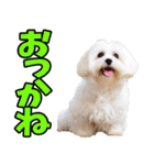 秋田弁☆わんこ（個別スタンプ：26）