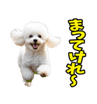 秋田弁☆わんこ（個別スタンプ：28）