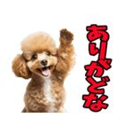 秋田弁☆わんこ（個別スタンプ：29）