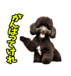 秋田弁☆わんこ（個別スタンプ：30）