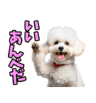 秋田弁☆わんこ（個別スタンプ：33）