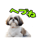 秋田弁☆わんこ（個別スタンプ：37）
