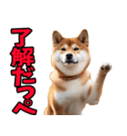 栃木弁☆柴犬（個別スタンプ：1）