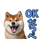 栃木弁☆柴犬（個別スタンプ：2）