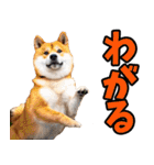栃木弁☆柴犬（個別スタンプ：3）