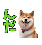 栃木弁☆柴犬（個別スタンプ：4）