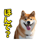 栃木弁☆柴犬（個別スタンプ：5）