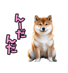 栃木弁☆柴犬（個別スタンプ：6）