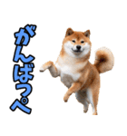 栃木弁☆柴犬（個別スタンプ：7）