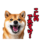 栃木弁☆柴犬（個別スタンプ：8）