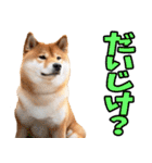 栃木弁☆柴犬（個別スタンプ：13）