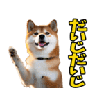 栃木弁☆柴犬（個別スタンプ：14）