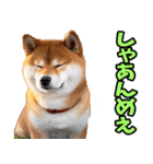栃木弁☆柴犬（個別スタンプ：16）