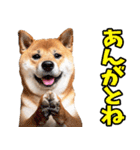 栃木弁☆柴犬（個別スタンプ：17）