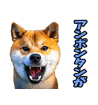 栃木弁☆柴犬（個別スタンプ：19）