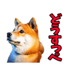 栃木弁☆柴犬（個別スタンプ：20）