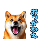 栃木弁☆柴犬（個別スタンプ：21）