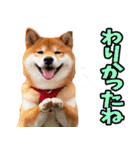 栃木弁☆柴犬（個別スタンプ：22）