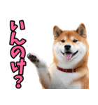 栃木弁☆柴犬（個別スタンプ：23）