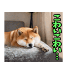 栃木弁☆柴犬（個別スタンプ：24）
