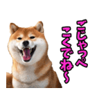栃木弁☆柴犬（個別スタンプ：25）