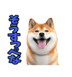 栃木弁☆柴犬（個別スタンプ：26）
