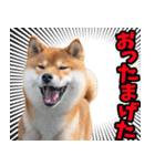 栃木弁☆柴犬（個別スタンプ：27）