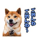 栃木弁☆柴犬（個別スタンプ：28）