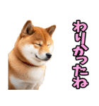 栃木弁☆柴犬（個別スタンプ：29）