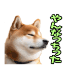 栃木弁☆柴犬（個別スタンプ：30）