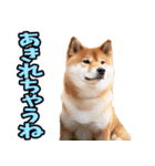 栃木弁☆柴犬（個別スタンプ：31）