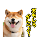 栃木弁☆柴犬（個別スタンプ：32）