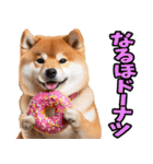 栃木弁☆柴犬（個別スタンプ：36）