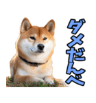 栃木弁☆柴犬（個別スタンプ：38）