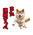 栃木弁☆柴犬（個別スタンプ：39）