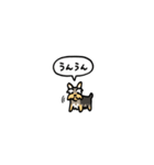 小さいヨークシャテリア(フキダシ)（個別スタンプ：2）