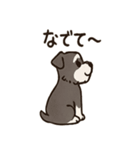 ずーっとラブ！ミニチュアシュナウザー（個別スタンプ：2）